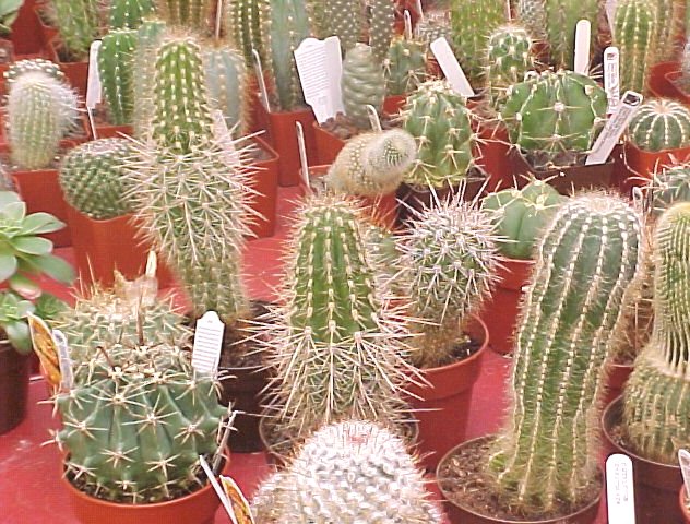 Tumbuhan dapat kering pada daerah penyebaran kaktus yang yang hidup. hal merupakan dan akan berupa ini gurun air, faktor jenis tumbuhan kurang Ekosistem