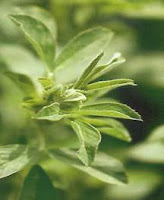 Nguồn gốc chất diệp lục