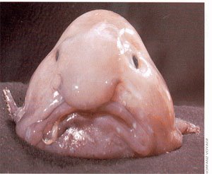 [blobfish.jpg]