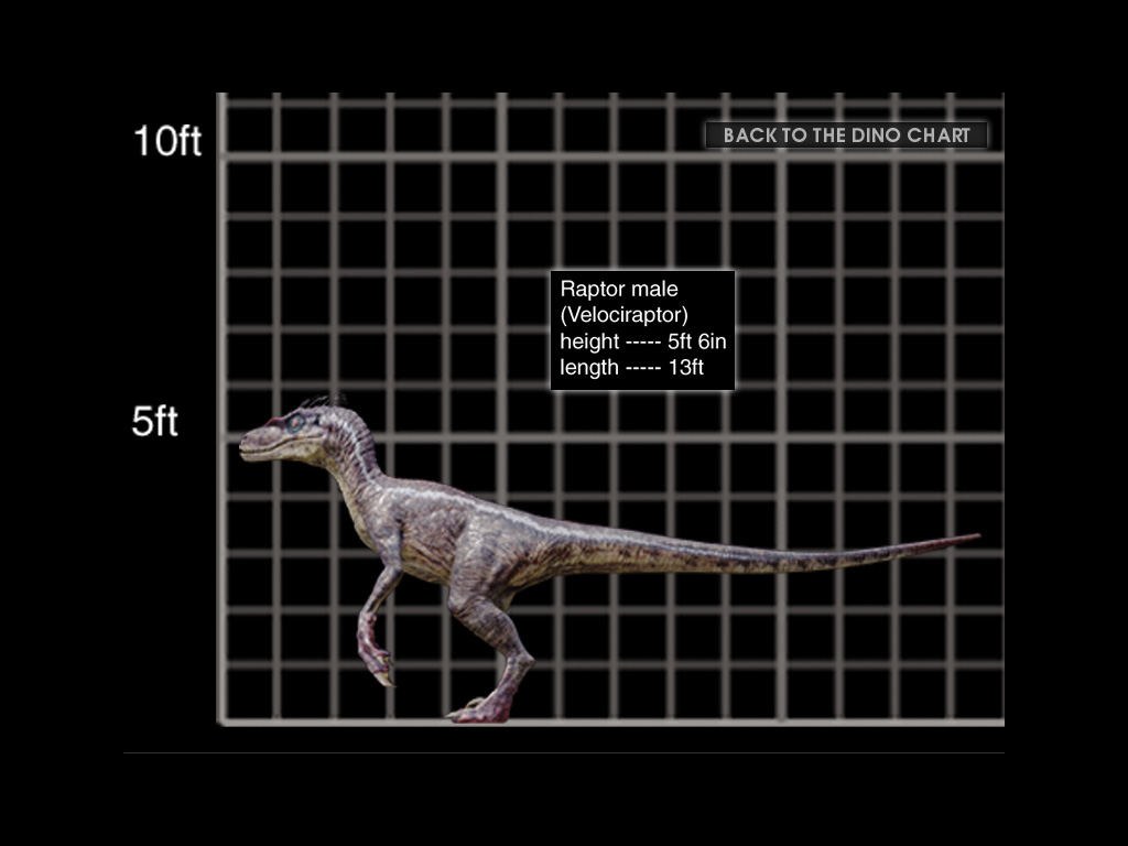 Velociraptor antirrhopus Male+Raptor+CD