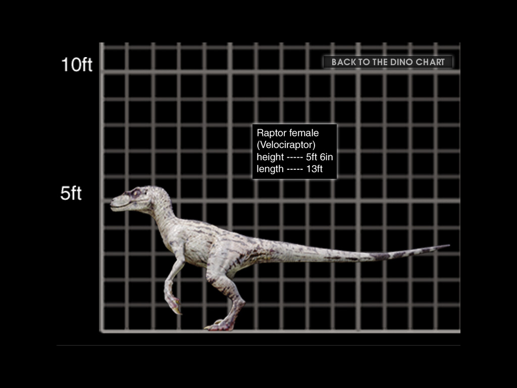 Velociraptor antirrhopus Female+Raptor+CD