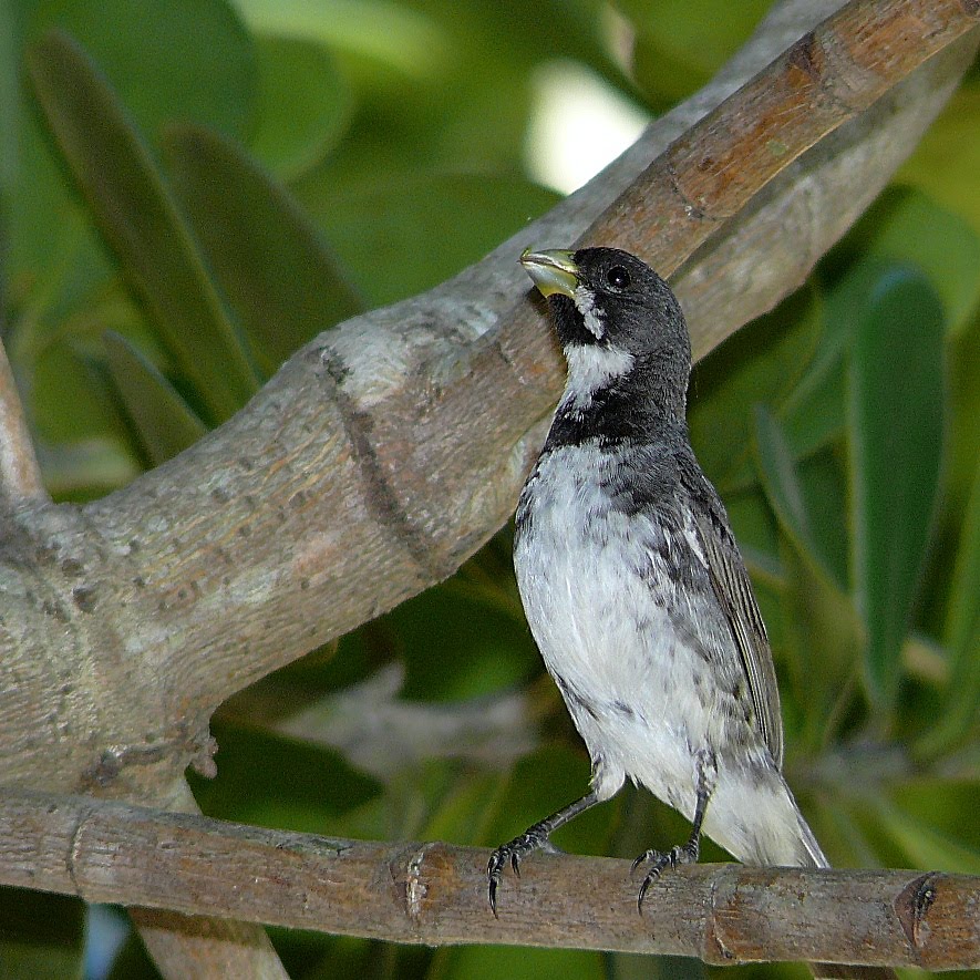 Sporophila caerulescens ( Coleirinha ou papa-capim ou Cole…