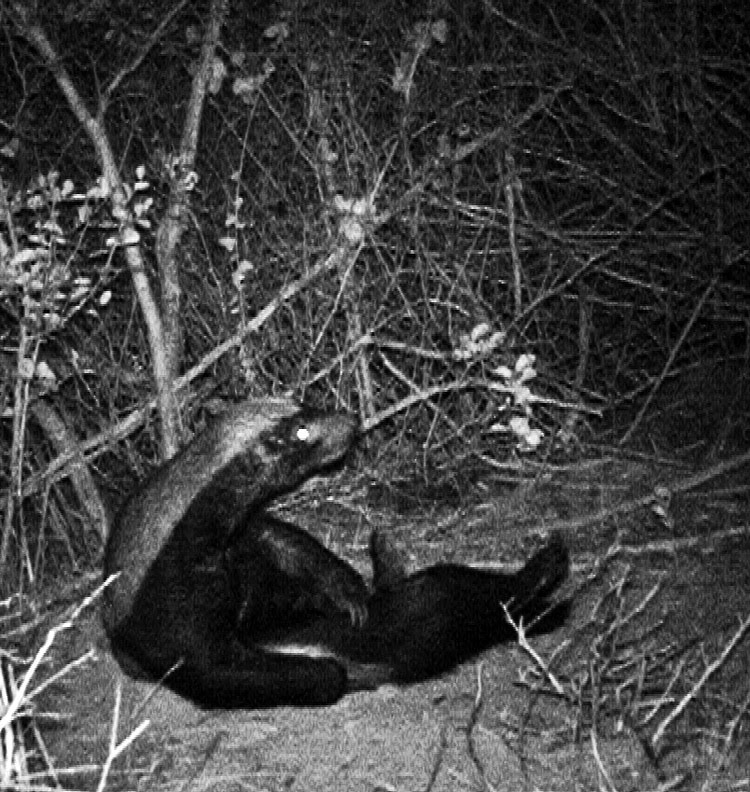 honey badger vs tasmanian devil. honey badger fighting.