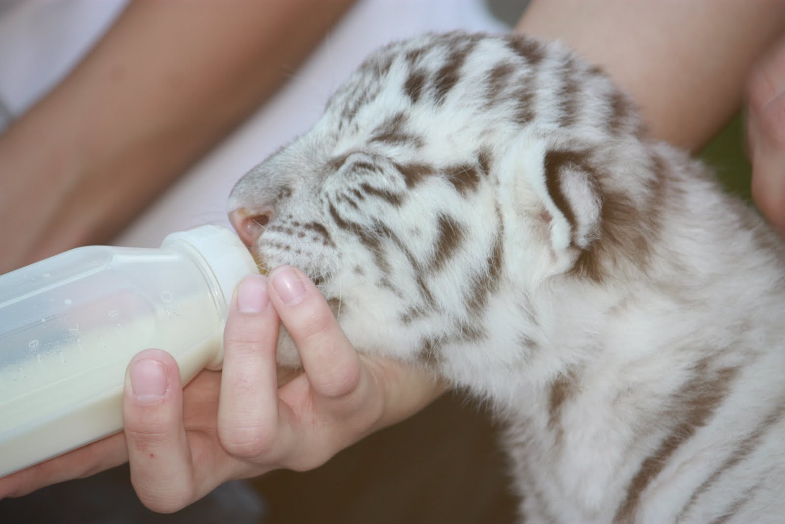 Baby+white+tiger+cubs