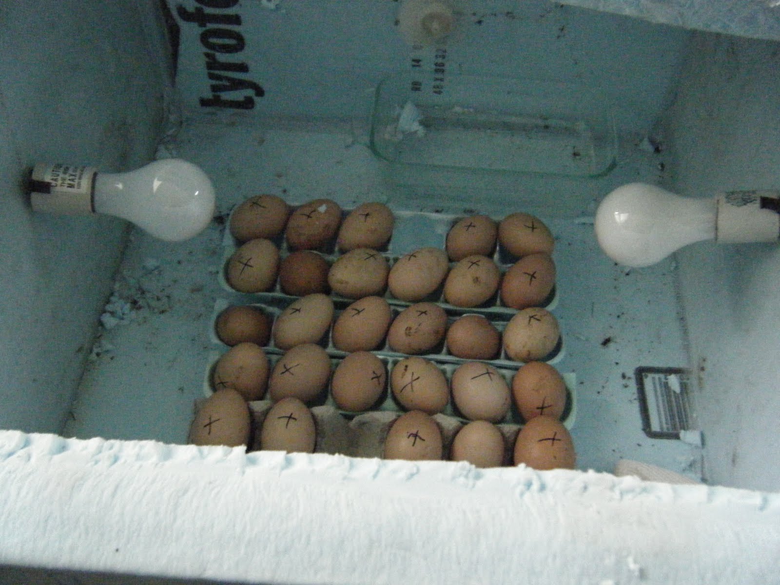 How To Make A Simple Homemade Incubator For Quail Eggs Homemade Ftempo