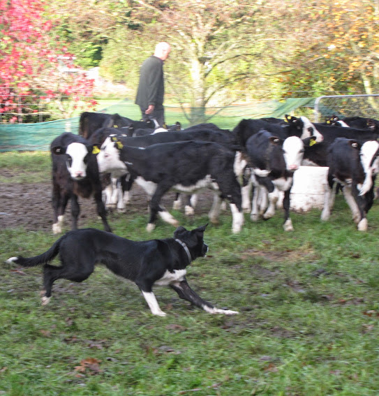 young pastured steers supplemented with grain shepard dog wwoof workway new zealand