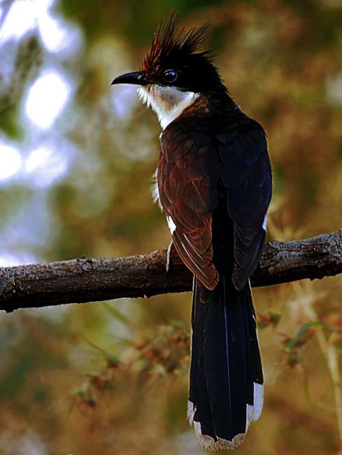 Indian birds - Clamator jacobinus