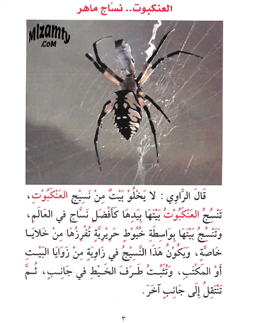 قصة العنكبوت نساج ماهر للاطفال قصص الحيوانات ملزمتي