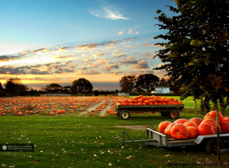 daily dose of imagery pumpkin field