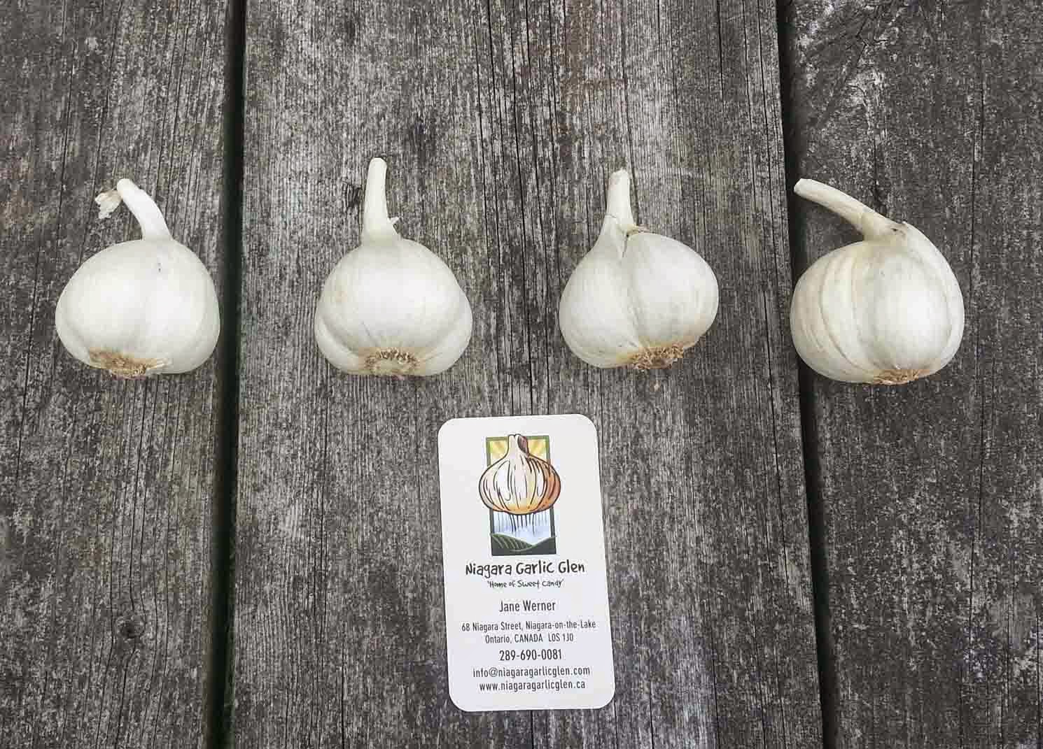 The Gardening Me Garlic and Shallots Planted