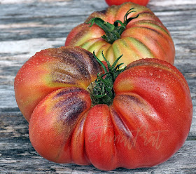 Ny tomatsort under utvikling!