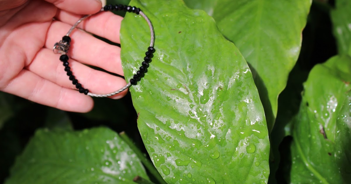 Selena�s Biological Collection Cuticle Layer of a Plant