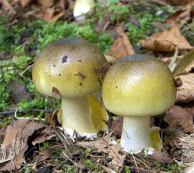 Jamur yang memiliki ciriciri yang mirip seperti jamur merang tetapi beracun nama spesiesnya