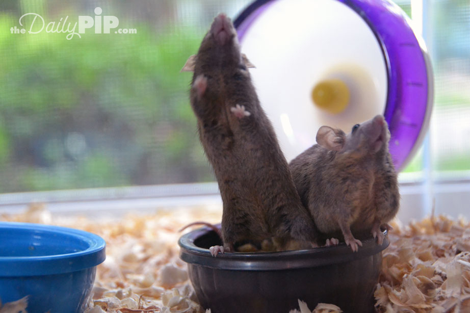 Two pet mice stretching Adopting two female mice