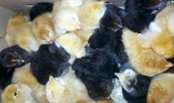 Countrified Hicks: Freedom Ranger Chicks