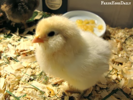 Expert Tips for Basic Baby Chick Care - Fresh Eggs Daily® with Lisa Steele