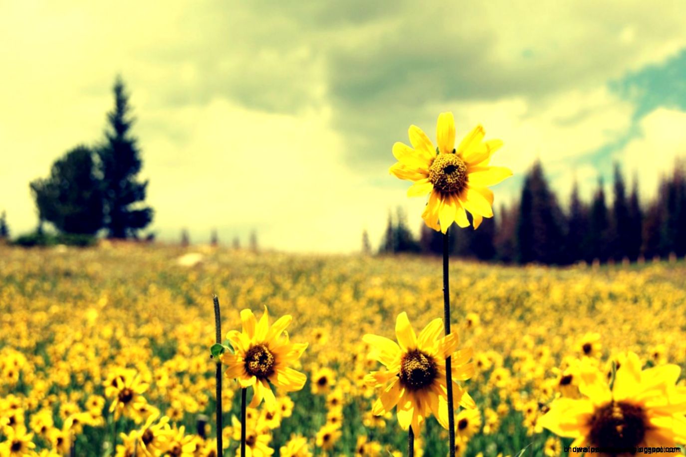 sunflower wallpaper
