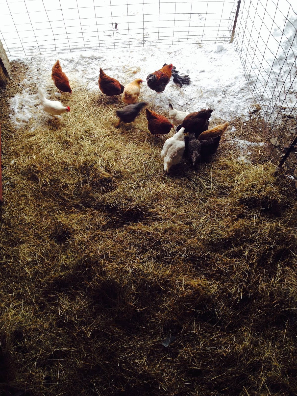 Dandelion's Acre Farm Messy Chickens