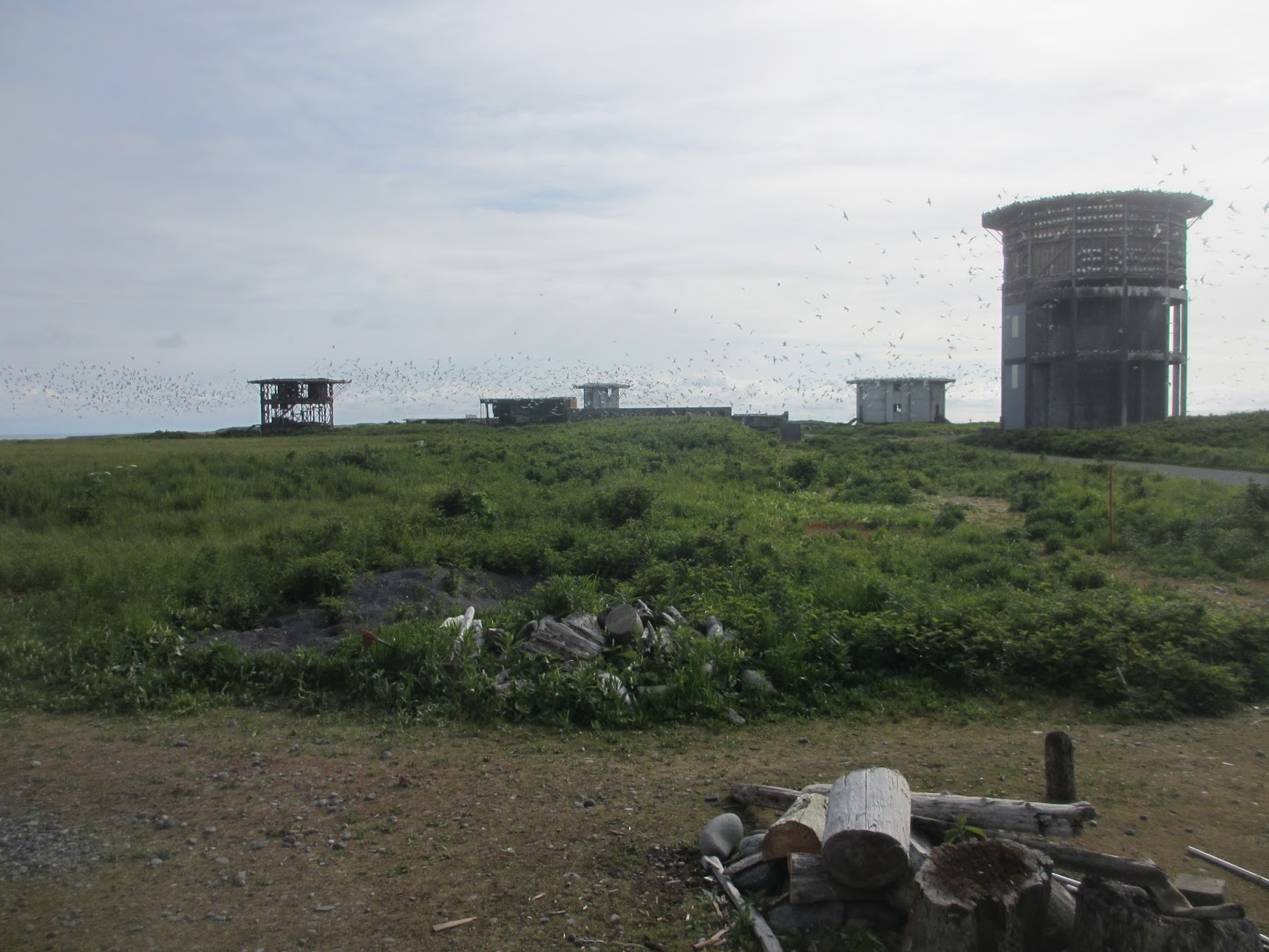 Middleton Island, Gulf of Alaska