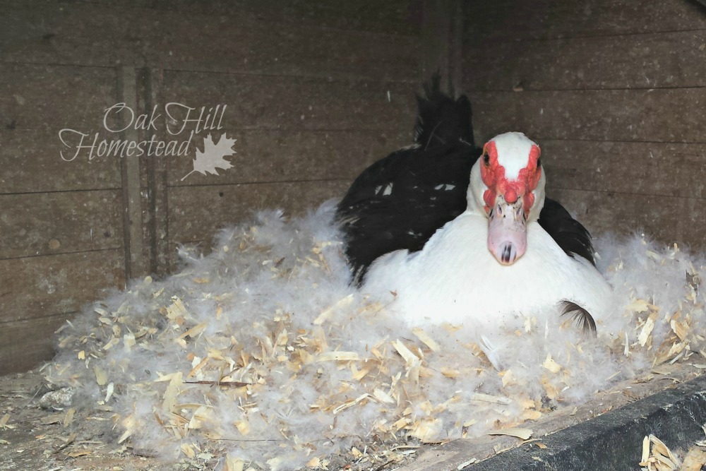 How Muscovy Ducks Work on the Homestead Oak Hill Homestead