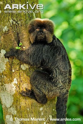 Goeldis monkey