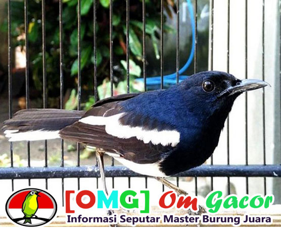 45+ Harga burung sikatan londo di pasar pramuka terbaru