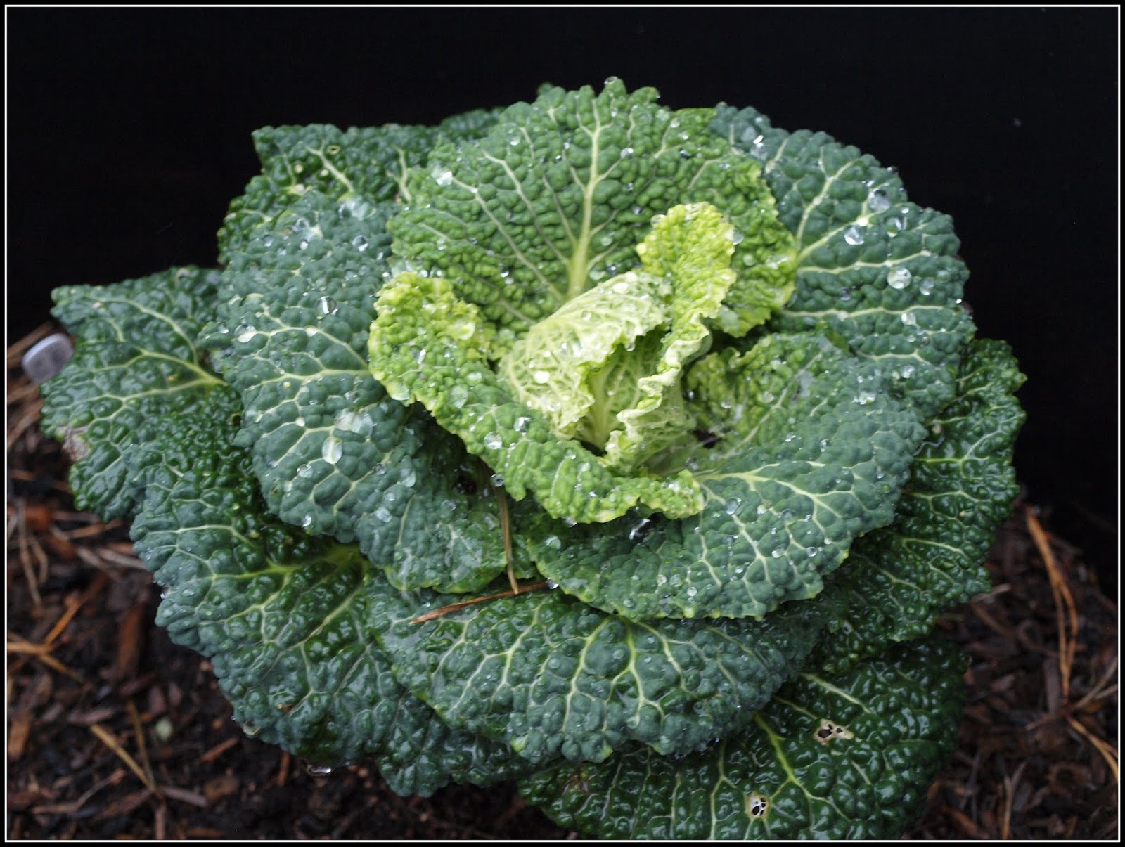 Mark's Veg Plot Sowing Cabbage seeds