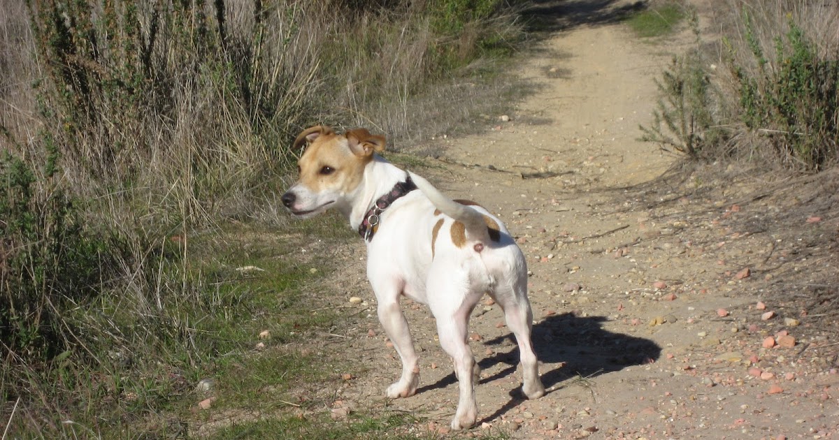 Greyhound Jack Russell Terrier Mix
