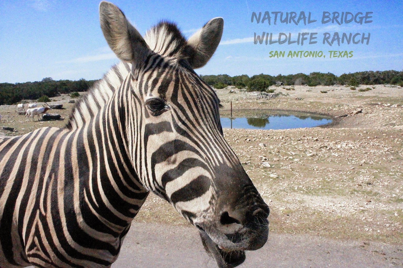 Zebras at the Natural Bridge Wildlife Ranch in San Antonio, Texas