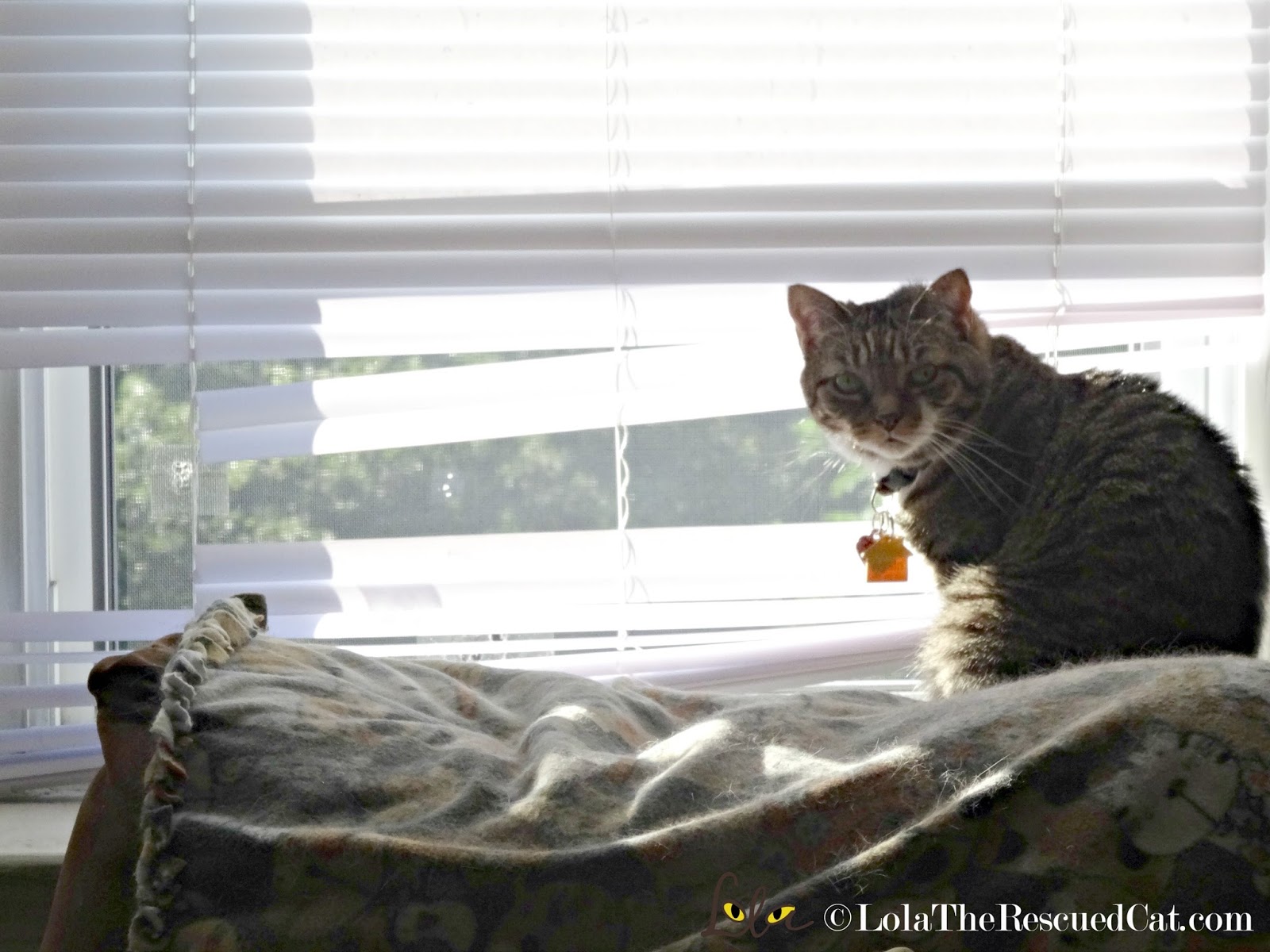 Wordless Wednesay Our ReDesigned Window Blinds Lola The Rescued Cat