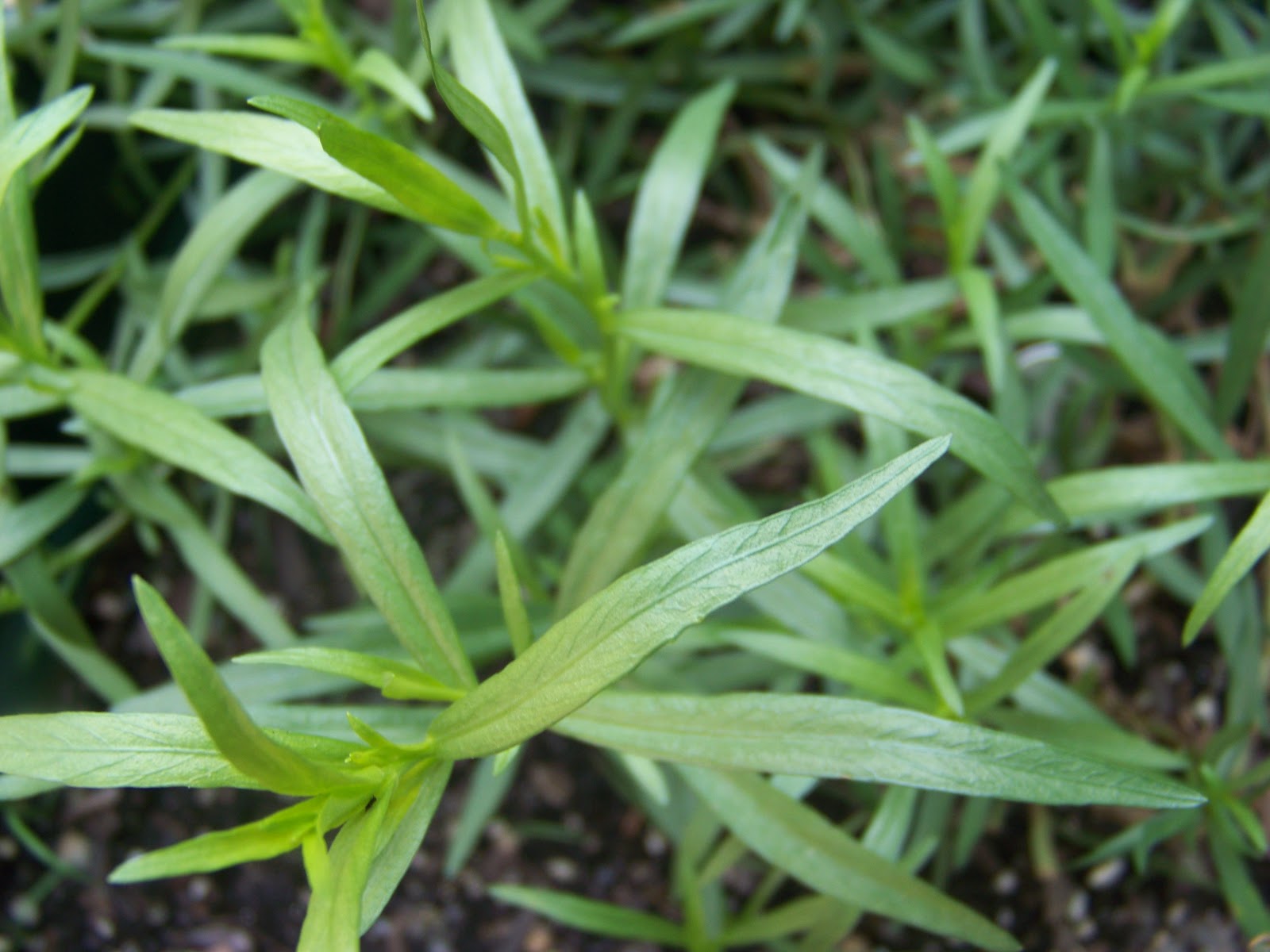 Tora's real food Tarragonlemon roasted chicken