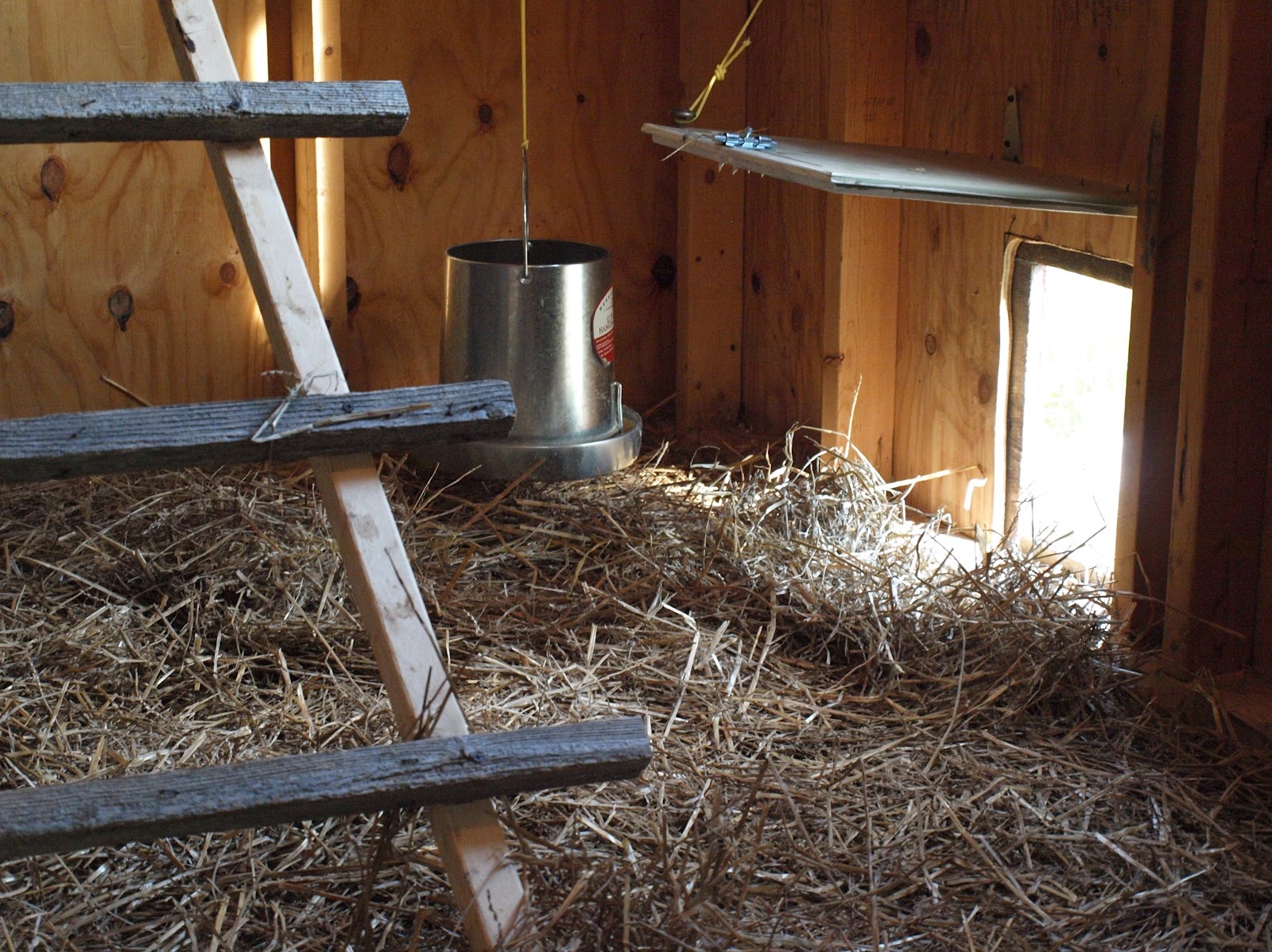 ~Ohio Thoughts~: Building a Chicken Coop