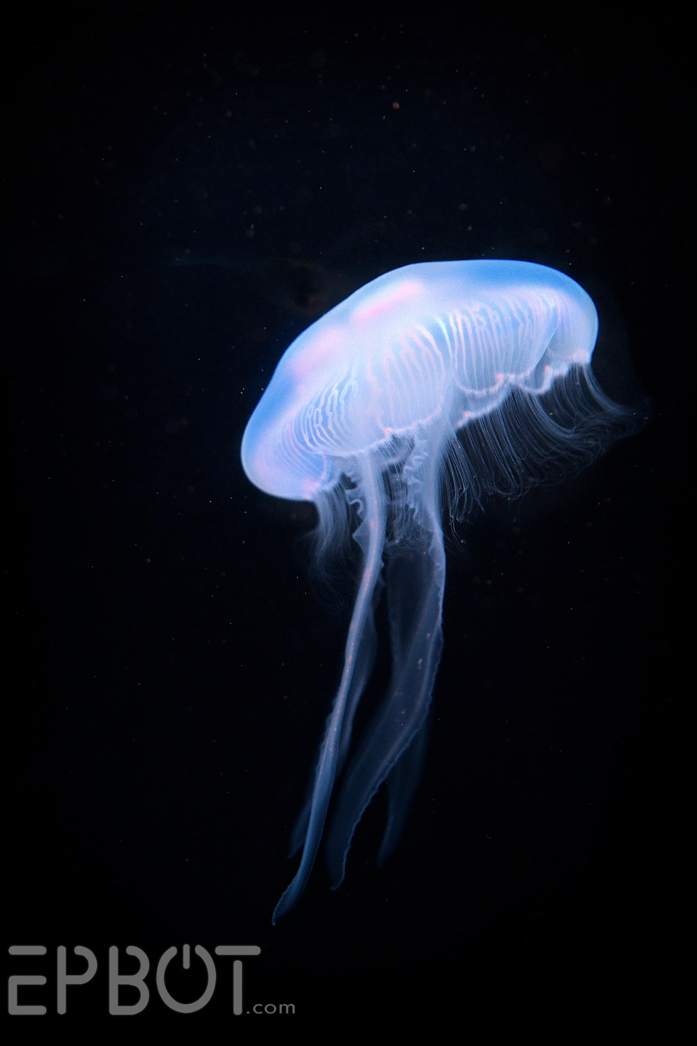 EPBOT Jumpin' Jellyfish! (AKA Dragon Con