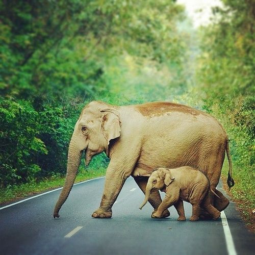 Top 10 Most Intelligent Animals On The Earth Amazing Pets For You