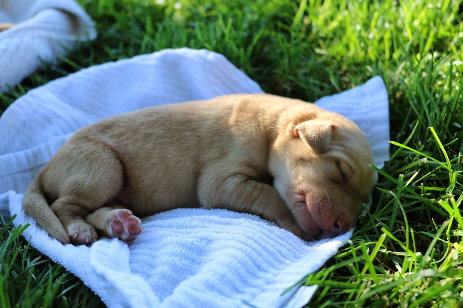 Legacy Lab Kennels: Red x Murphy