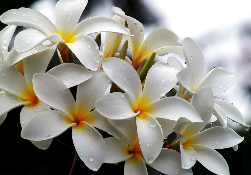 Flowers around the world: The National Flower Every country (L)