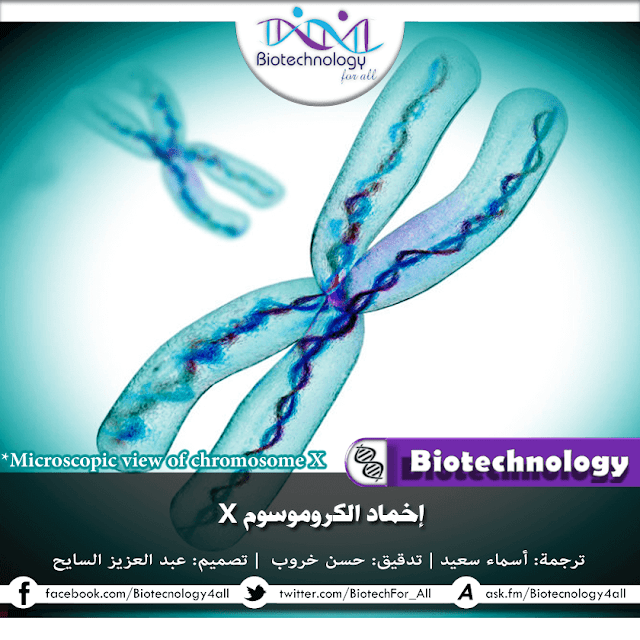 دراسة تكشف عن كيف يتم تثبيط الكروموسوم الأنثوي X