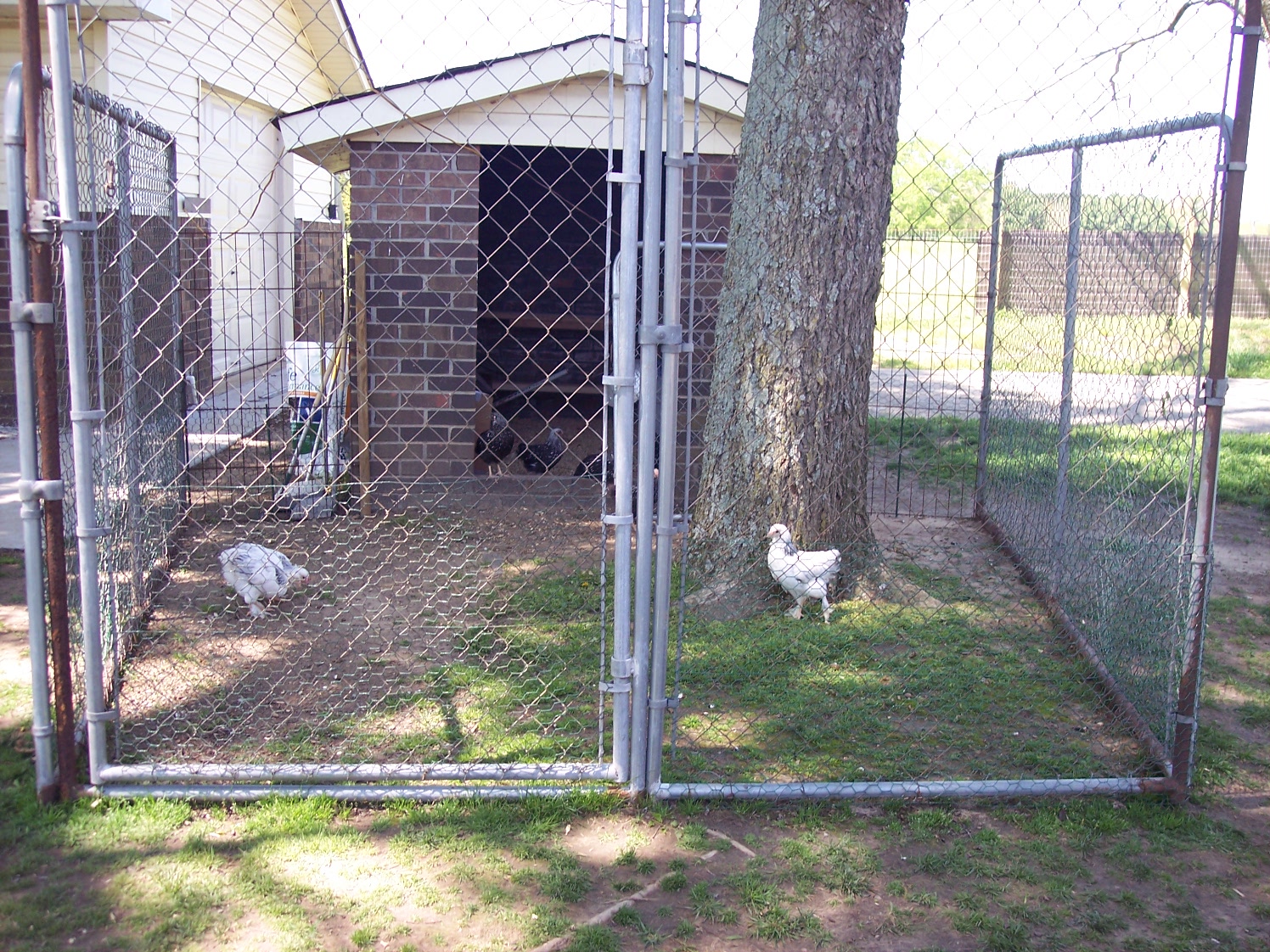 Cardis Live Here: chicken yard and things in the yard
