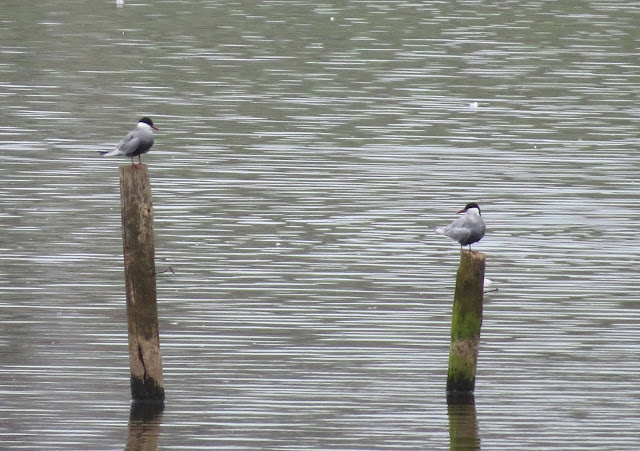 Whiskered Terns - Sandbach Flashes, Cheshire