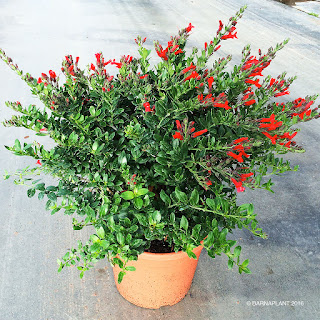 Galvezia speciosa planta de cultivo  simple y floración  prolongada