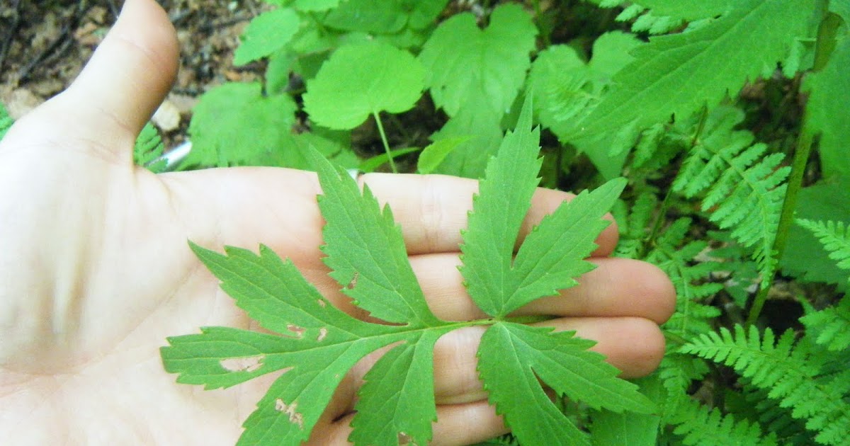 The Botanical Hiker Waterleaf (Hydrophyllum spp.) yum yum!