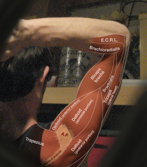 Human Anatomy for the Artist: May 2013