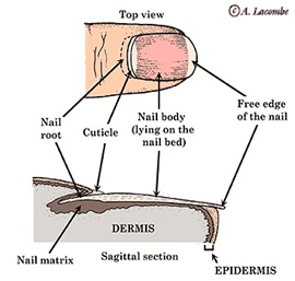 Principles of Human Anatomy and Physiology: CHAPTER 5- Integumentary System