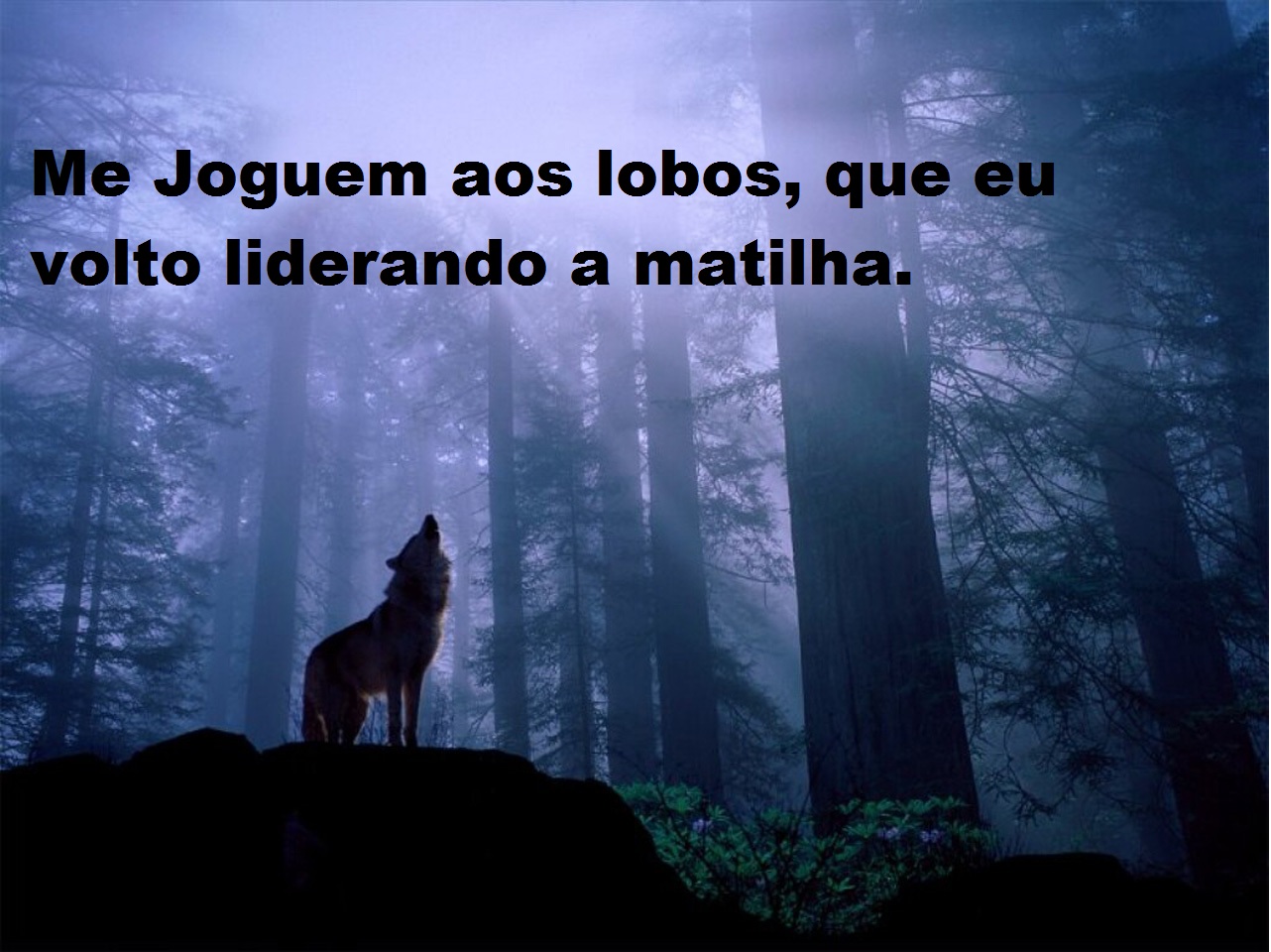 Inocente´s Jogado aos Lobos