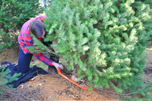 A Little Obsession Christmas Tree Farm Part 1