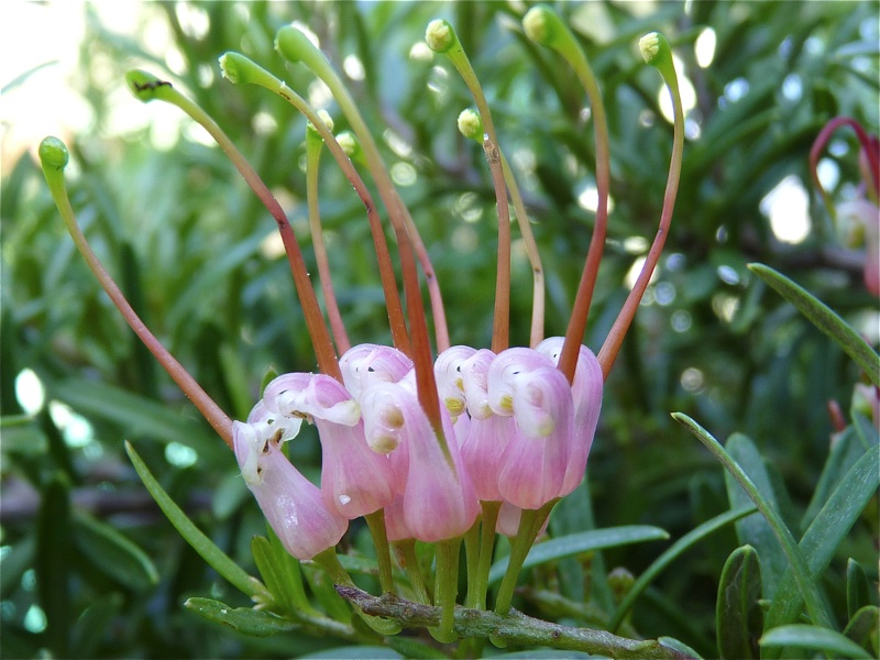 Pieces of Contentment Grevillea Obtusifolia Gingin