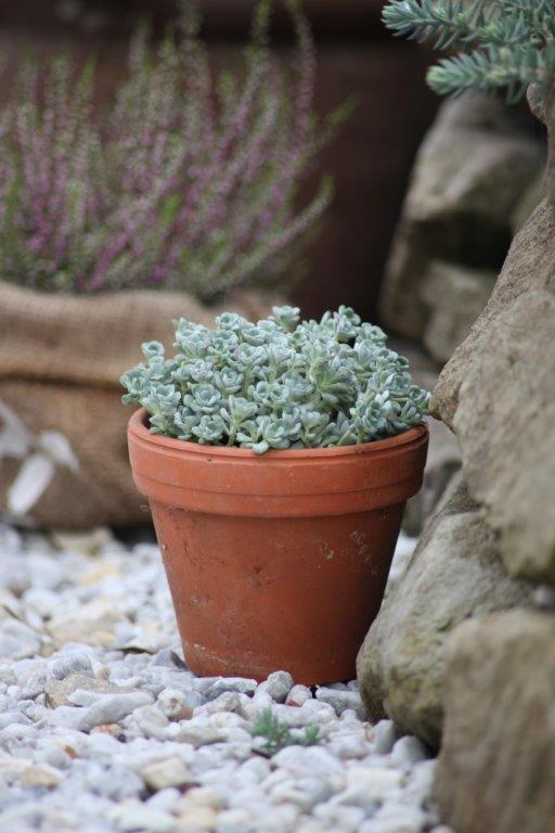 Do|Mi|s Garten: Herbstblumen im Garten