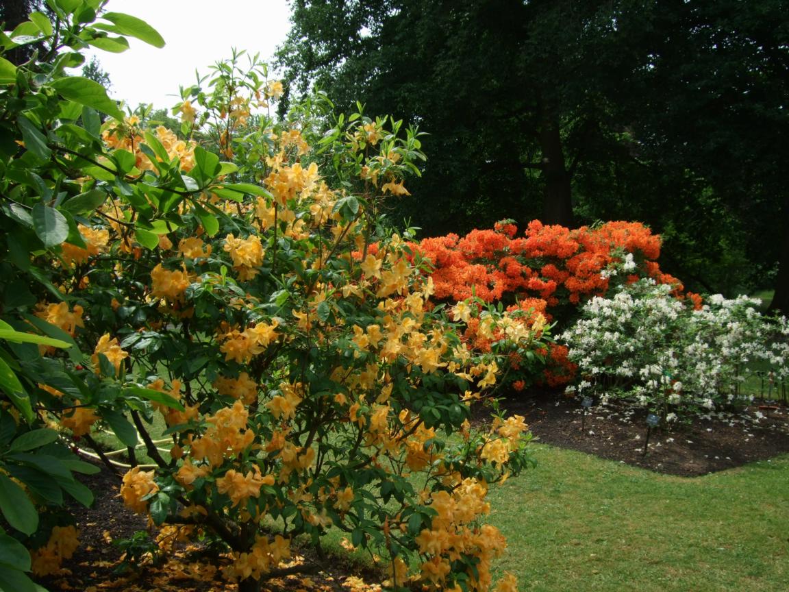 Alternative Eden Exotic Garden Azaleas at Kew Gardens