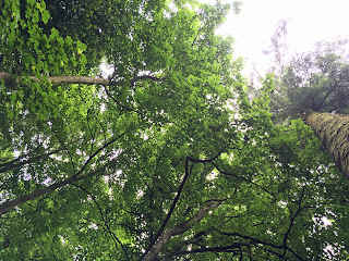 tree photo looking up ireland trees forest blarney castle finished orsoni tree photo looking up ireland trees forest blarney castle finished orsoni