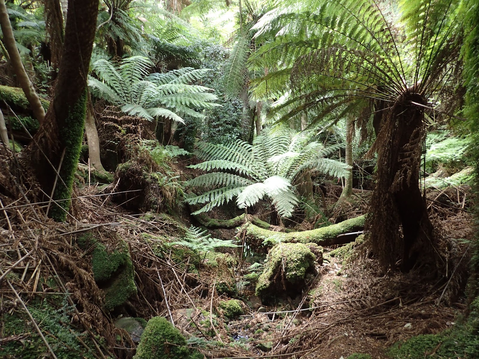 Deep Glen Bay Hiking South East Tasmania